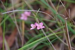 Cyanothamnus polygalifolius