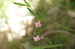 Cyanothamnus polygalifolius