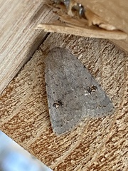 Caradrina kadenii