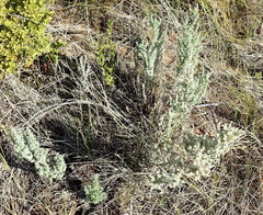 Eriocephalus racemosus racemosus