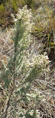 Eriocephalus racemosus racemosus