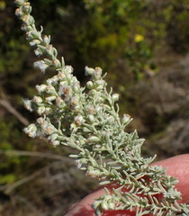 Eriocephalus racemosus racemosus