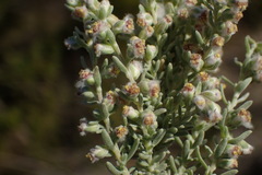 Eriocephalus racemosus racemosus