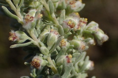 Eriocephalus racemosus racemosus