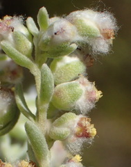 Eriocephalus racemosus racemosus