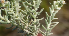 Eriocephalus racemosus racemosus