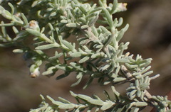 Eriocephalus racemosus racemosus