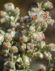 Eriocephalus racemosus racemosus