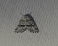 Macaria pallipennata