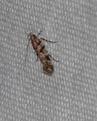 Aristotelia devexella