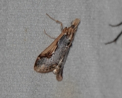 Loxostege albiceralis