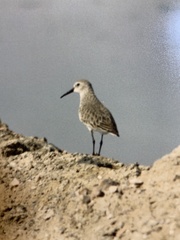 Calidris alpina