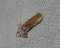 Chalcopasta fulgens