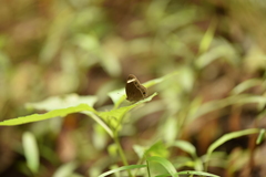 Mycalesis anaxias
