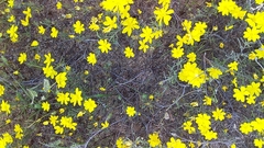 Rhynchopsidium pumilum