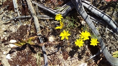 Rhynchopsidium pumilum