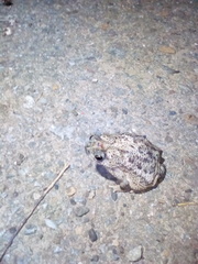 Rhinella beebei