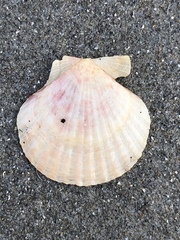 Aequipecten opercularis