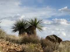 Nolina bigelovii