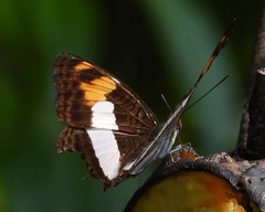 Adelpha phylaca