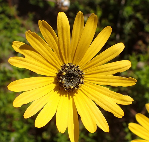 Image of Ursinia chrysanthemoides by (c) Nicola van Berkel, some rights reserved (CC BY-SA)
