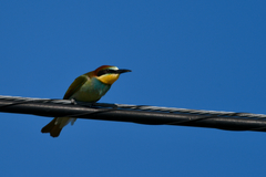 Merops apiaster