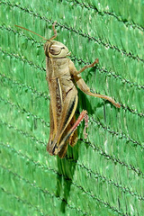 Eyprepocnemis plorans