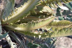Encephalartos transvenosus