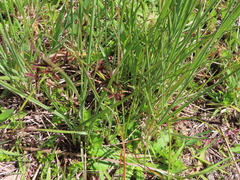 Cyperus mundii