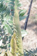 Encephalartos transvenosus