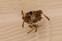 Mischocyttarus mexicanus cubicola