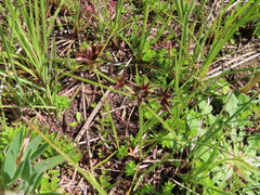 Cyperus mundii