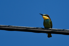 Merops apiaster