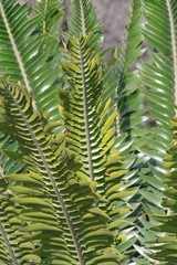 Encephalartos transvenosus