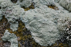 Protoparmeliopsis pinguis