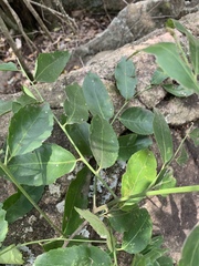 Maytenus peduncularis