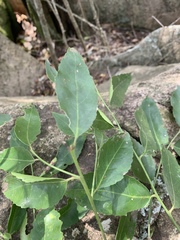 Maytenus peduncularis