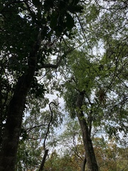 Maytenus peduncularis