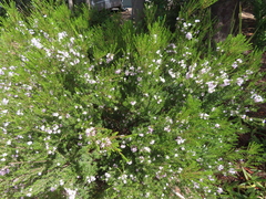 Coleonema pulchellum