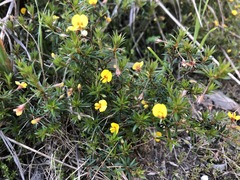Pultenaea pedunculata