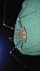 Acanthophrynus coronatus