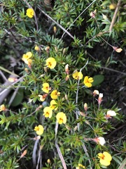 Pultenaea pedunculata