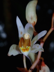 Coelogyne