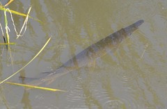 Atractosteus spatula