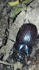 Homophileurus luedeckei