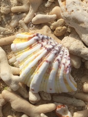 Hippopus hippopus