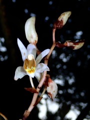 Coelogyne