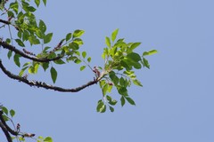 Sclerocarya birrea
