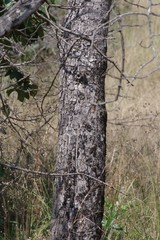 Sclerocarya birrea