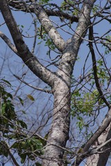 Sclerocarya birrea
